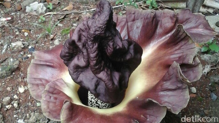 Bunga Bangkai Setinggi 70 Cm Tumbuh di Pekarangan Rumah Warga Ciledug