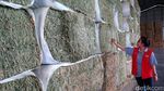 Peternakan Sapi Ini Menyatu dengan Pabrik Susunya