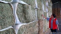 Alfalfa hay, salah satu bahan pakan pokok sapi di peternakan PT Greenfields Indonesia. Jerami ini diimpor langsung dari AS.
