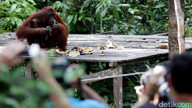 Main ke Palangkaraya, Makin Cinta Orangutan di Nyaru Menteng