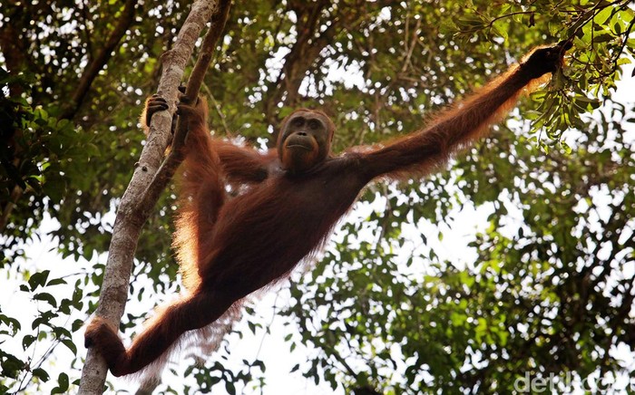 Apa Fungsi Orangutan Dalam Ekosistem Hutan