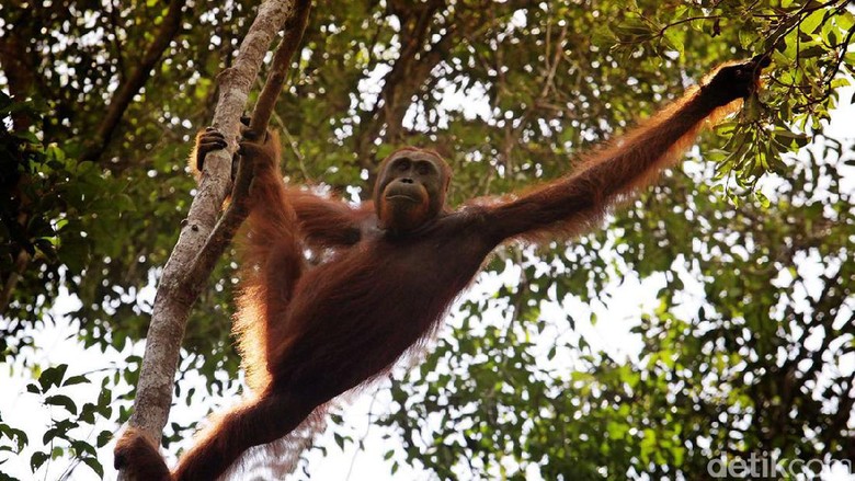 Main Ke Palangkaraya Makin Cinta Orangutan Di Nyaru Menteng