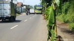 Protes Jalan Berlubang, Warga Tanam Pohon Pisang di Jalan