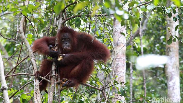Orangutan hidup di atas pohon. Foto: Ari Saputra/detikcom
