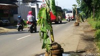 Warga Banyumas menanam pohon pisang di tengah jalan berlubang, setidaknya terpantau sekitar 37 pohon pisang ditanam dijalan yang berlubang.