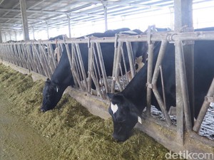 Agar Hasilkan Susu Bermutu, Sapi Diberi Kandang yang Nyaman Hingga Pedicure
