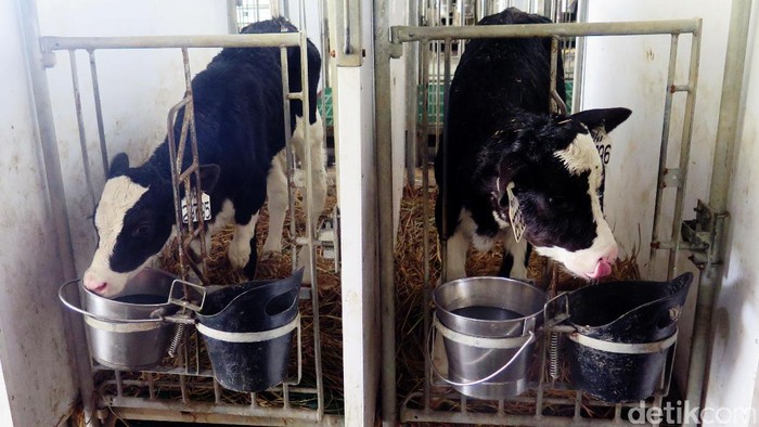 Untuk mendapatkan susu bermutu, produsen ini merasa perlu membuat peternakan sapi yang terintegrasi dengan pabriknya. Dengan begitu nutrisi dalam susu mereka juga terjaga.