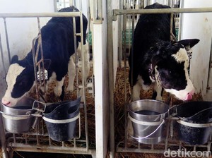Sukseskan Produksi Sapi, SDM Lokal dan Masyarakat Wajib Digandeng