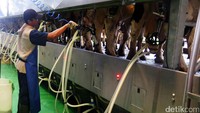 Pabrik susu milik PT Greenfields Indonesia yang berada di Malang ini memiliki lebih dari 8.000 ekor sapi dengan 4.000 ekor sapi perah. Dalam sehari, tiap sapi mampu menghasilkan 30 liter atau bila ditotal sekitar 110 ton susu segar/hari.