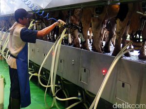 Peternakan Sapi Ini Menyatu dengan Pabrik Susunya