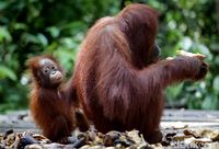 Mengenal Karakter Unik Orangutan, Primata Endemik Nusantara
