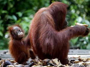 Menyapa Orangutan di Nyaru Menteng Palangka Raya