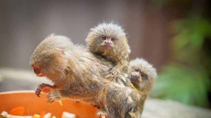 Tiga Kera Langka Pygmy Marmoset Dicuri dari Taman Margasatwa di Sydney