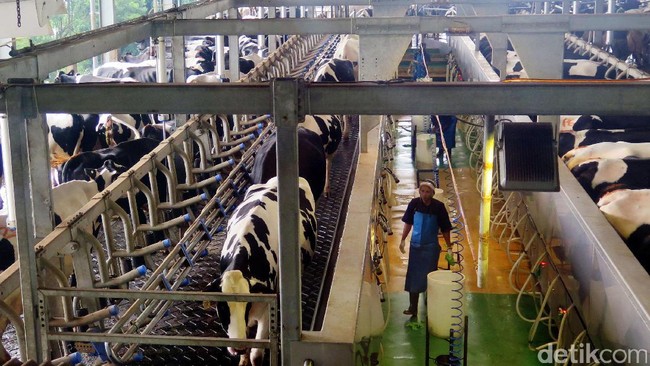 Diancam Trump, Aturan Industri Wajib Serap Susu Lokal Dihapus