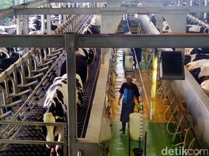 Aturan Serap Susu Lokal Dihapus Karena Desakan AS