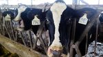 Peternakan Sapi Ini Menyatu dengan Pabrik Susunya