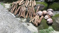 Untuk mata pencaharian penduduk, kebanyakan sebagai petani. Mulai dari petani kopra, kenari, jambu hingga kemiri. Mereka juga masih mengandalkan kayu bakar untuk memasak (Esty/detikTravel)