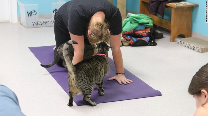Yoga Sembari Bermain Dengan Kucing Kucing Lucu Siapa Mau Coba