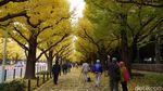 Bukan Mimpi, Musim Gugur Seindah Ini Ada di Tokyo