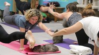 Lisa Johns, pengurus the Good Mews Cat Shelter, mengaku ide dari yoga dengan kcuing sangat menarik. Akhirnya kelas yoga bersama kucing-kucing lucu pun dibuka di Atlanta dengan jadwal tiga kali sebulan. (Foto: Jen Christensen/CNN)