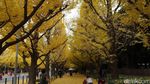 Bukan Mimpi, Musim Gugur Seindah Ini Ada di Tokyo