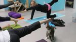 Yoga Sembari Bermain dengan Kucing-kucing Lucu, Siapa Mau Coba?