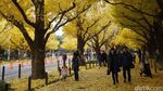 Bukan Mimpi, Musim Gugur Seindah Ini Ada di Tokyo
