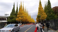 Salah satu tempat paling oke untuk menikmati musim gugur di Tokyo adalah Meiji Jingu Gaien Park atau Jingu Gaien. Di sini, ada Ginkgo Avenue yang merupakan area pejalan kaki di kanan dan kiri jalan raya yang ditumbuhi pohon ginkgo (Kurnia/detikTravel)