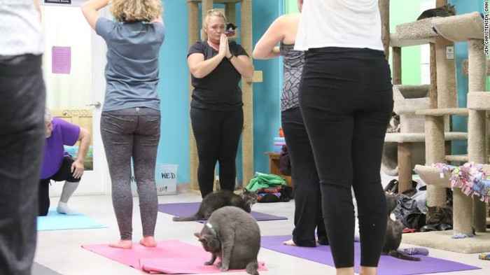 Yoga Bersama Kucing-kucing Lucu, Mengapa Tidak?