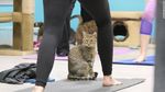 Yoga Sembari Bermain dengan Kucing-kucing Lucu, Siapa Mau Coba?