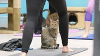 Terbukti, kelas yoga ini menarik banyak peminat. Salah satunya adalah Katie Misencik asal Atalanta. Katie mengaku sudah sering mengikuti ragam macam variasi yoga. Namun Yoga bersama kucing lah yang menurutnya paling menyenangkan. (Foto: Jen Christensen/CNN)