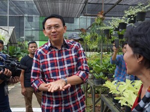 Cerita Ahok yang Diingatkan Jokowi untuk Ubah Gaya Bicara
