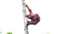 ak ada tempat terbaik untuk mengenal orangutan selain di Taman Nasional Tanjung Puting, Kalimantan Tengah. Dari awal didirikannya, Taman Nasional Tanjung Puting memang mengkhususkan diri sebagai suaka perlindungan orangutan dan bekantan (Leonardus Nyoman/dTraveler)