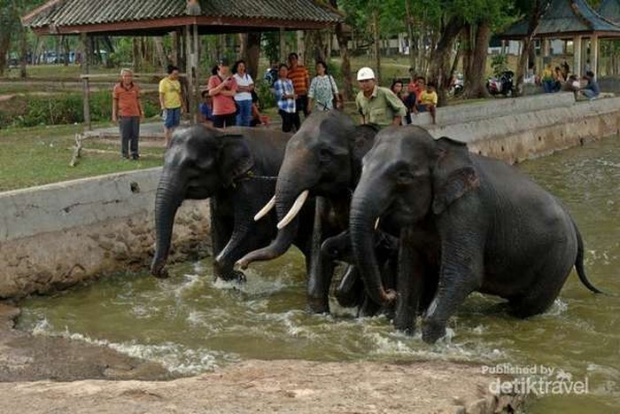 Taman Nasional Way Kambas di Lampung