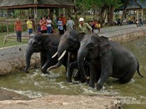 TN Way Kambas Beberkan Aturan Ketat Pelaku UMKM di Lokasi Wisata