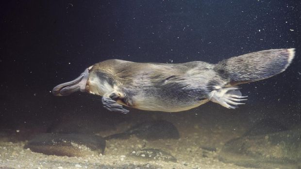 platypus swimming.