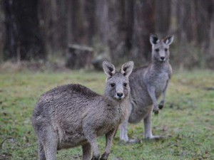 Ratusan Kanguru di NSW Mati Secara Misterius