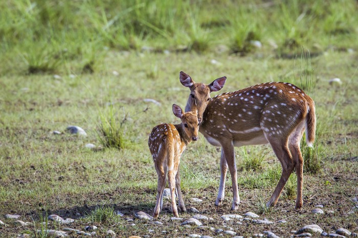 specie Axix axis family of Cervidae