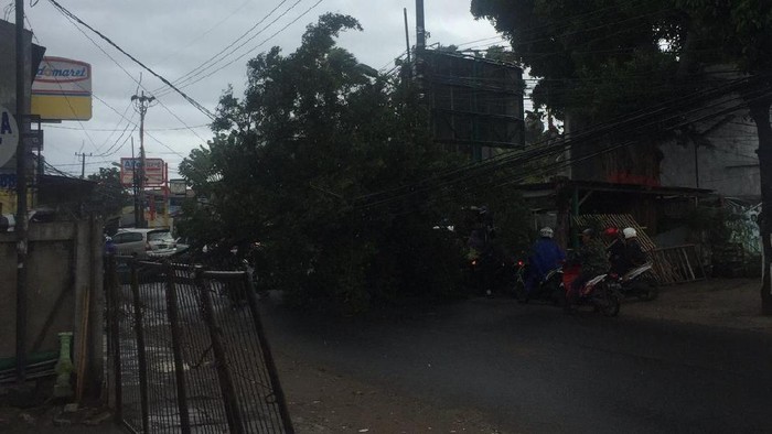 Banyak Pohon Tumbang Diterjang Angin Kencang di Jakarta, ini Datanya