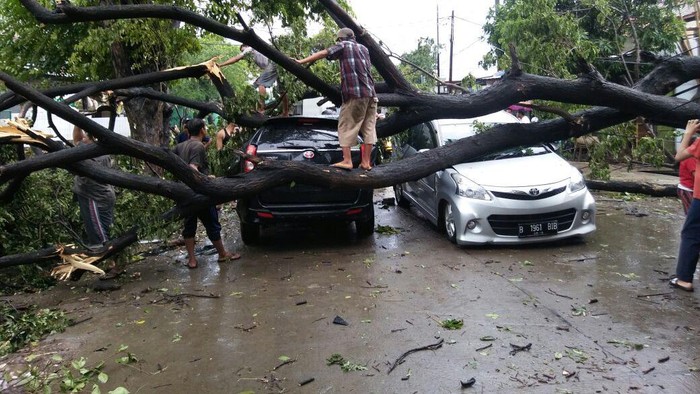 Dua Mobil Rusak Tertimpa Pohon di Cengkareng Jakbar