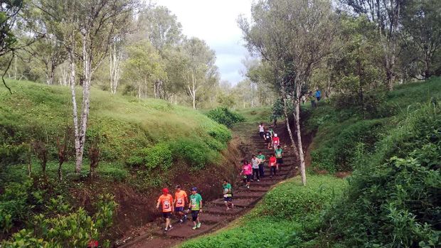 Peserta lari melewati kebun kopi (Ardian/detikTravel)