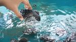 Penampakan Kampung Pelestarian Penyu di Kepulauan Selayar