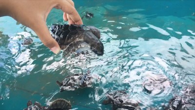 Penampakan Kampung Pelestarian Penyu di Kepulauan Selayar