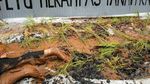 Greenpeace Aksi Tanam Padi di Depan Kedubes Jepang