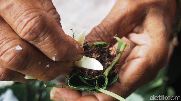 Perayaan Sekaten 2016 di Solo Dimulai