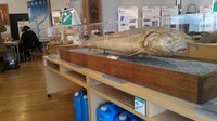 Contoh koleksi unik lain di museum ini adalah awetan ikan Salmon raksasa ini. Kurang lebih ada ratusan benda nelayan Jepang zaman lampau yang tersimpan di museum ini (Aryo/detikTravel)