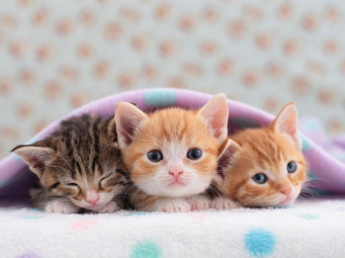 Alasan Kenapa Seseorang Terdorong Melukai Hal yang Menggemaskan