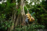 Tiru Bali, Purwakarta Bakal Punya Kampung Kera