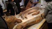 Ada pula beberapa tulang belulang binatang yang diperkirakan berasal dari zaman prasejarah, atau berasal dari galian arkeologis. Traveler penyuka sejarah pasti suka bila berkunjung ke museum yang terletak di Kawasan Ishikari, Sapporo, Jepang ini (Aryo/detikTravel)