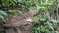 Treknya curam dan licin. Traveler diharapkan memakai alas kaki khusus treking agar tidak kesulitan (Bonauli/detikTravel)